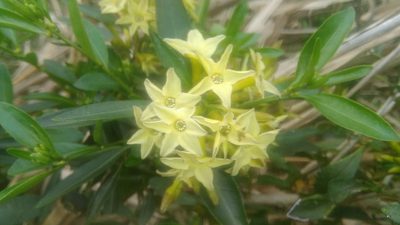 Cestrum euanthes, photographed by Bahiano Ayala