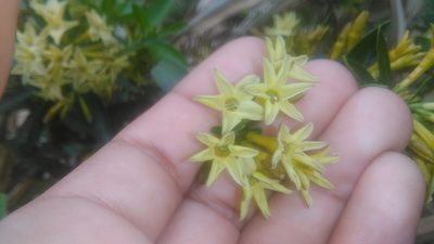 Cestrum euanthes, photographed by Bahiano Ayala
