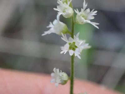 Ozomelis trifida, photographed by Ellyne Geurts