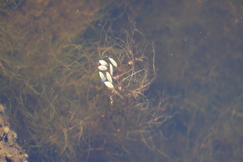 Potamogeton spirillus, photographed by Bonnie Semmling