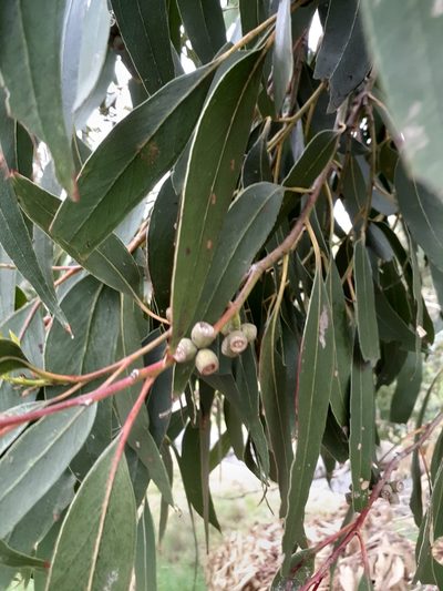 Eucalyptus goniocalyx, photographed by John Cull