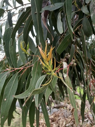 Eucalyptus goniocalyx, photographed by John Cull