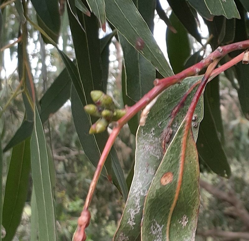 Eucalyptus goniocalyx, photographed by John Cull