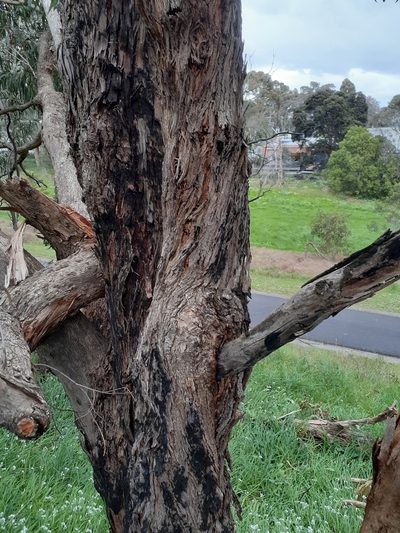 Eucalyptus goniocalyx, photographed by John Cull