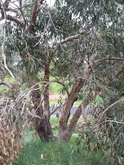 Eucalyptus goniocalyx, photographed by John Cull