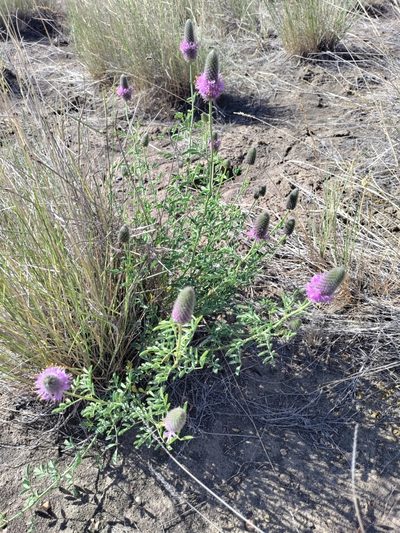 Dalea ornata, photographed by Rolando