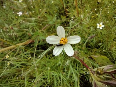 Bidens bipontina, photographed by Diana Fuentes