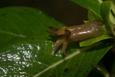 Geniostoma waiolani, photographed by Kevin Faccenda
