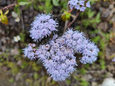 Ageratum corymbosum
