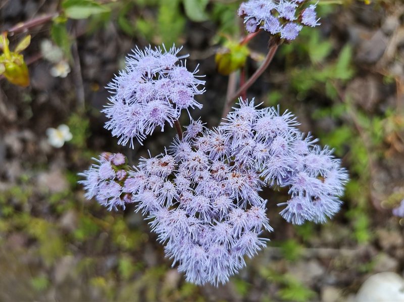 Ageratum corymbosum, photographed by Diana Fuentes