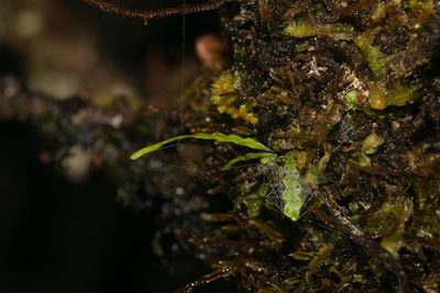 Stenogrammitis saffordii, photographed by Kevin Faccenda
