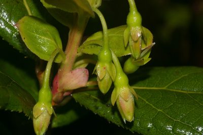 Vaccinium calycinum, photographed by Kevin Faccenda
