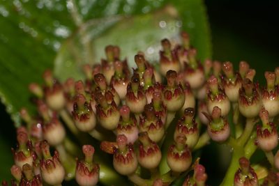 Hydrangea arguta, photographed by Kevin Faccenda
