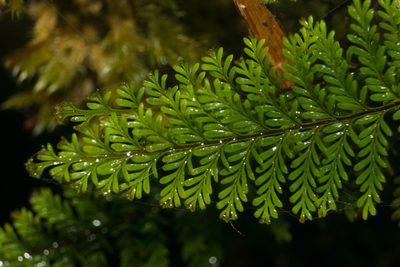 Adenophorus tamariscinus, photographed by Kevin Faccenda
