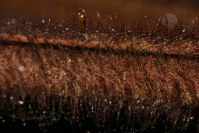 Cibotium menziesii, photographed by Kevin Faccenda