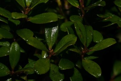 Myrsine sandwicensis, photographed by Kevin Faccenda