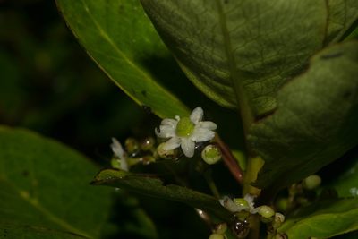 Ilex anomala, photographed by Kevin Faccenda