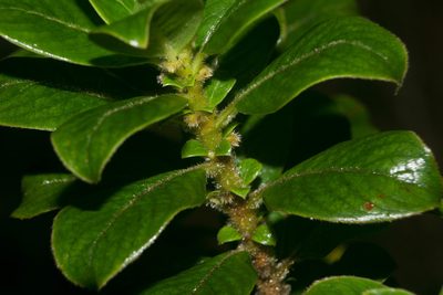 Coprosma ochracea, photographed by Kevin Faccenda