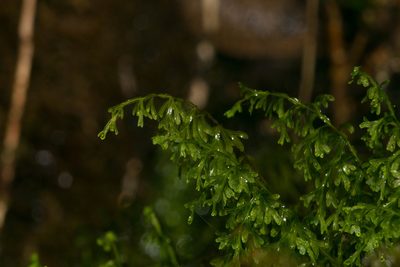 Hymenophyllum recurvum, photographed by Kevin Faccenda