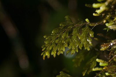 Hymenophyllum lanceolatum, photographed by Kevin Faccenda