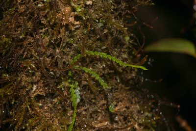 Stenogrammitis saffordii, photographed by Kevin Faccenda