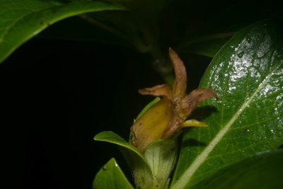 Geniostoma waiolani, photographed by Kevin Faccenda