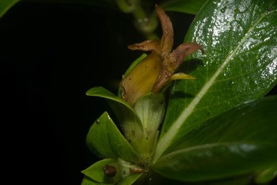 Geniostoma waiolani, photographed by Kevin Faccenda