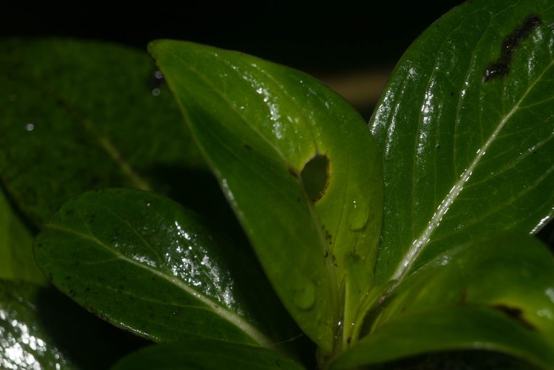 Geniostoma waiolani, photographed by Kevin Faccenda