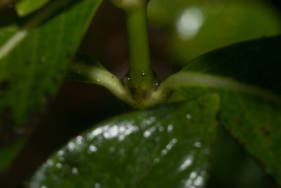 Geniostoma waiolani, photographed by Kevin Faccenda