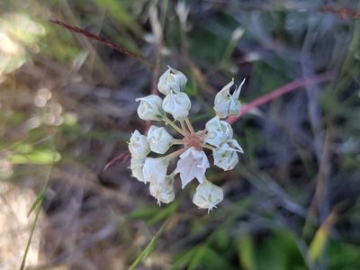 Allium amplectens, photographed by Rolando