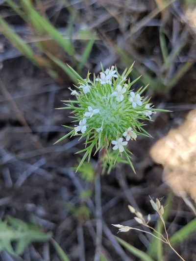 Navarretia intertexta, photographed by Rolando