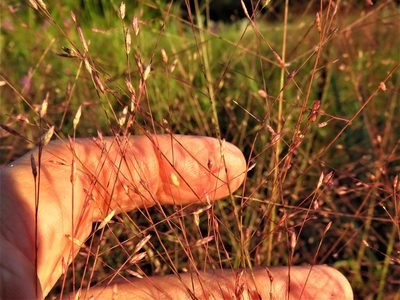 Eragrostis spectabilis, photographed by Annika Lindqvist