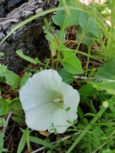 Calystegia atriplicifolia, photographed by Rolando