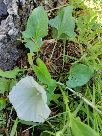 Calystegia atriplicifolia, photographed by Rolando