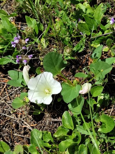 Calystegia atriplicifolia, photographed by Rolando