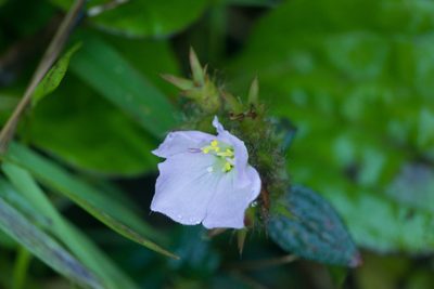 Pterolepis glomerata, photographed by Kevin Faccenda