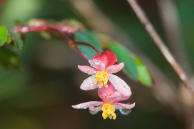 Begonia foliosa, photographed by Kevin Faccenda