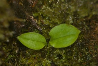 Liparis hawaiensis, photographed by Kevin Faccenda