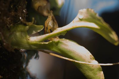 Liparis hawaiensis, photographed by Kevin Faccenda