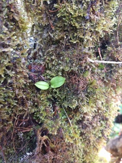 Liparis hawaiensis, photographed by Kevin Faccenda