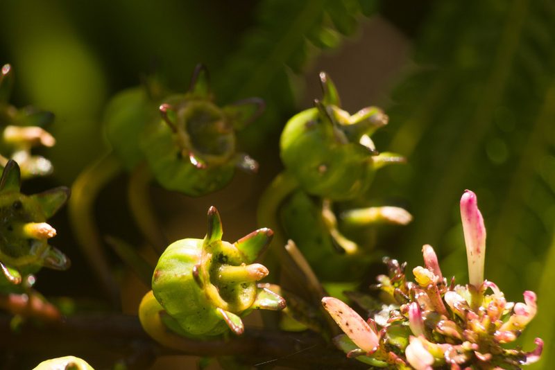 Trematolobelia kaalae, photographed by Kevin Faccenda