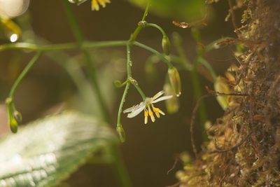 Dianella sandwicensis, photographed by Kevin Faccenda