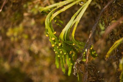 Psilotum complanatum, photographed by Kevin Faccenda