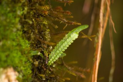 Stenogrammitis saffordii, photographed by Kevin Faccenda