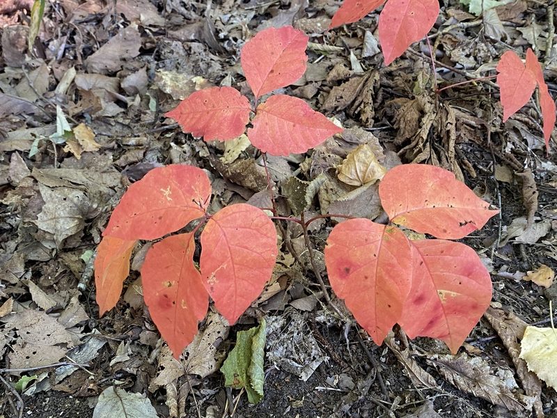 Toxicodendron orientale, photographed by ITÔ, Hiroki