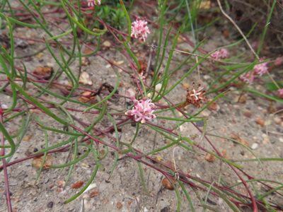 Serruria flagellifolia, photographed by linkie