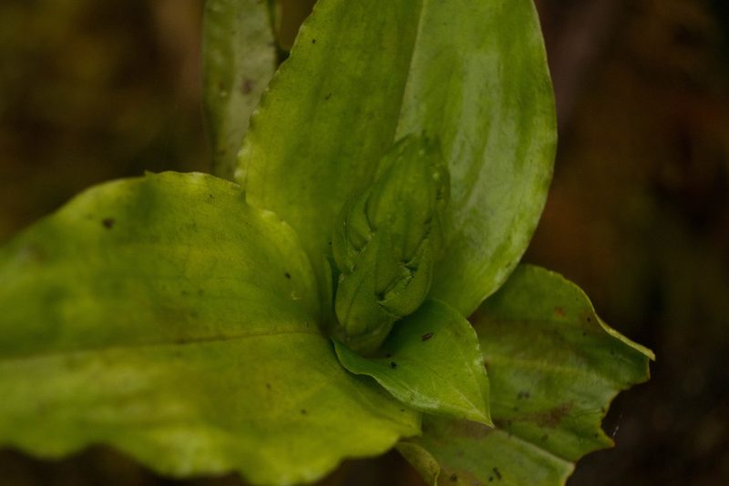 Anoectochilus sandvicensis, photographed by Kevin Faccenda