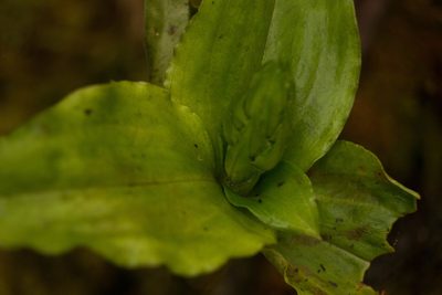 Anoectochilus sandvicensis, photographed by Kevin Faccenda