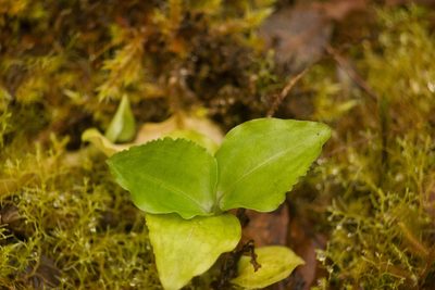 Anoectochilus sandvicensis, photographed by Kevin Faccenda