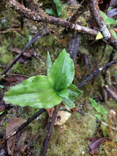 Anoectochilus sandvicensis, photographed by Kevin Faccenda